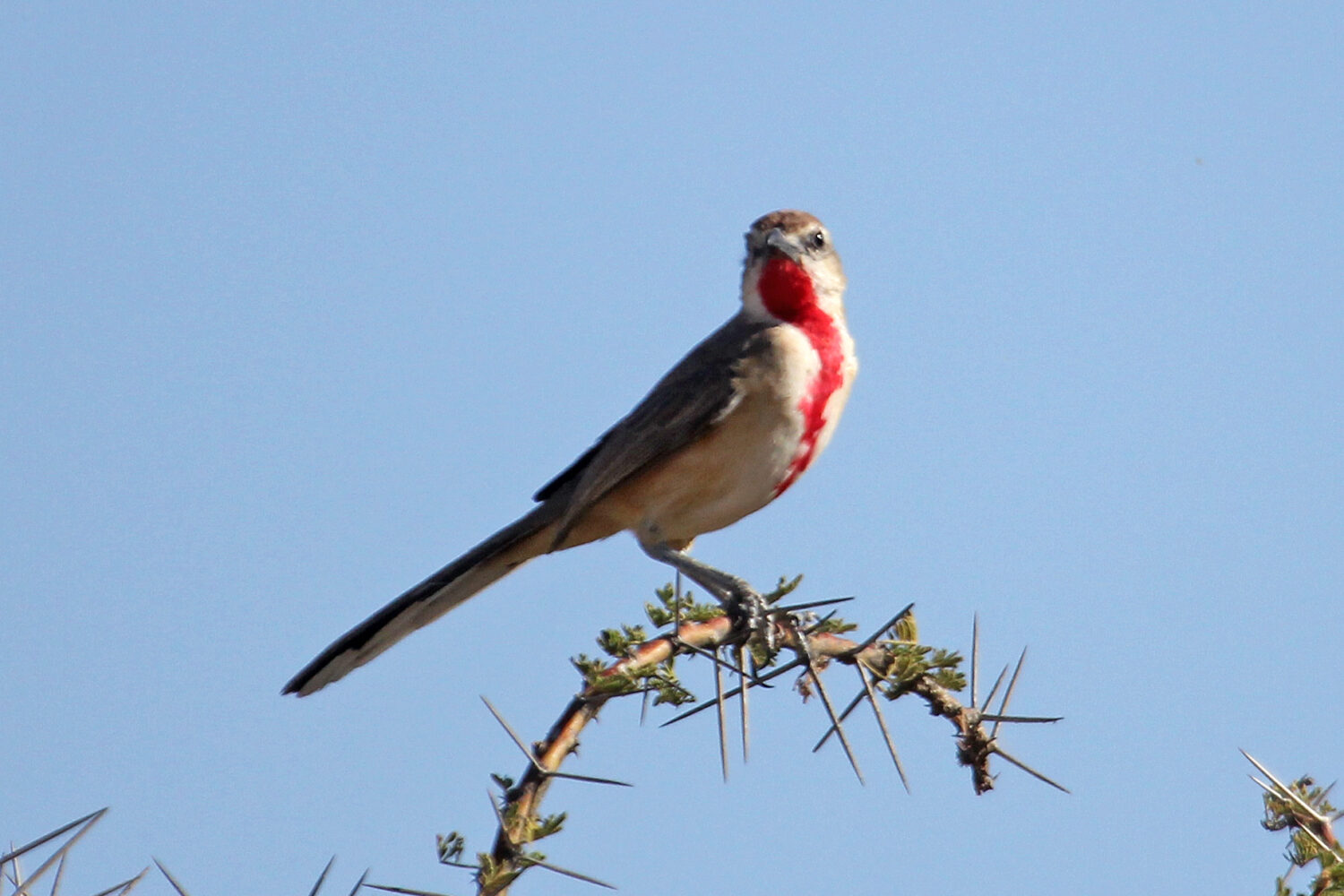 Birding Shaba national reserve