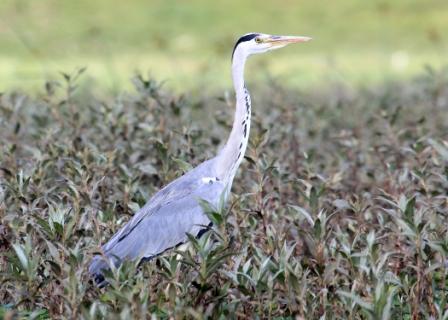 Saiwa National Park birding