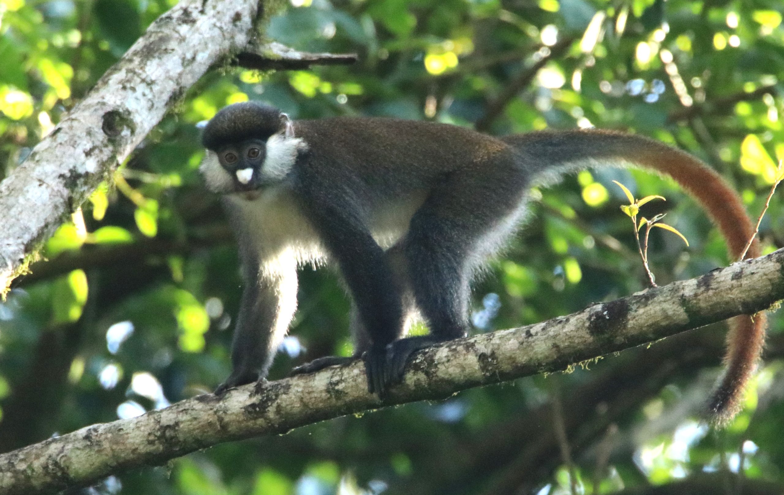Birding Kakamega Forest