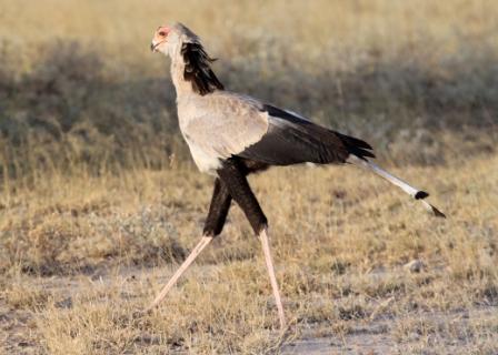 Shaba National Reserve_birdwatching
