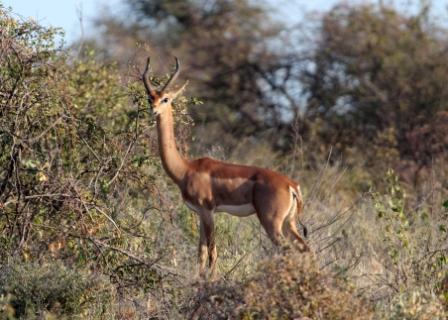 Shaba national reserve