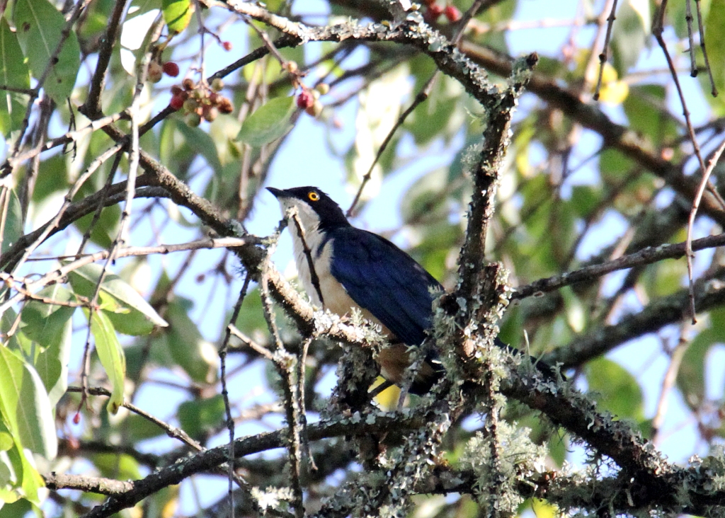 Aberdare Park Birding