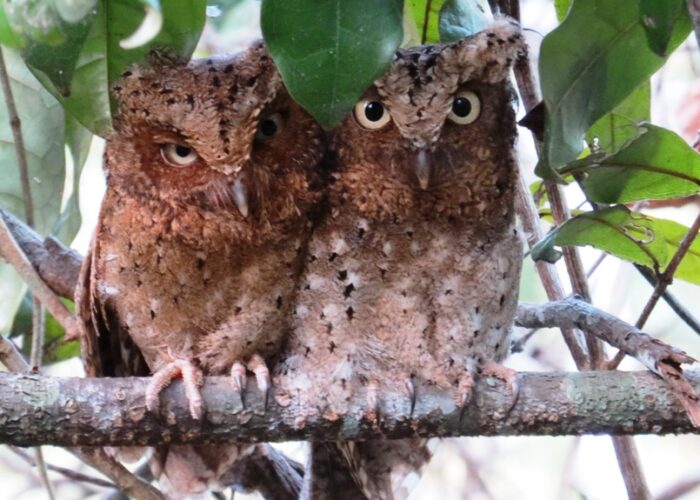 Dakatcha Woodlands Birding