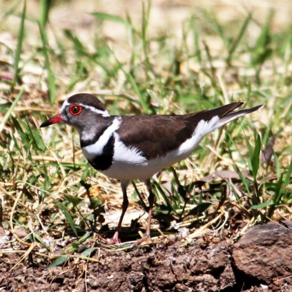 Amboseli National Park birding