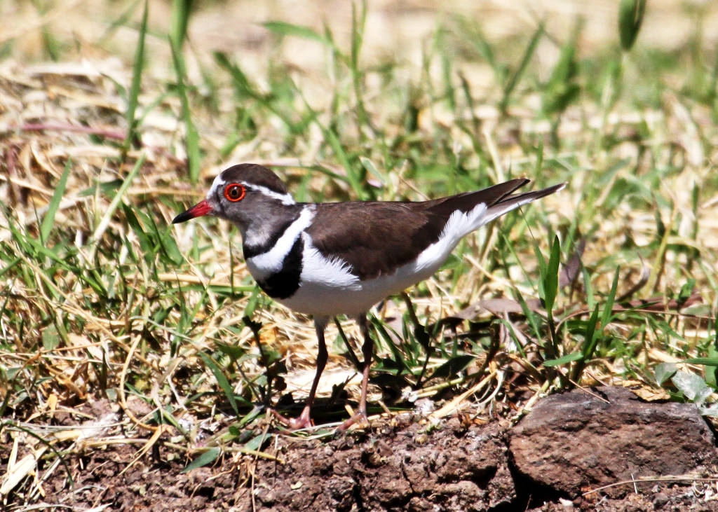 Amboseli National Park birding