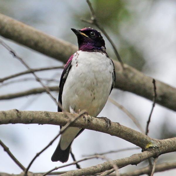 Birdwatching_Aberdare Park