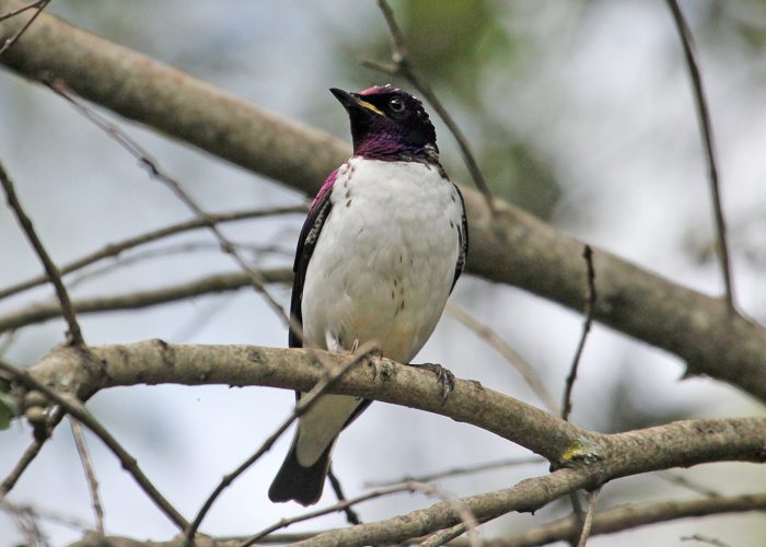 Birdwatching_Aberdare Park