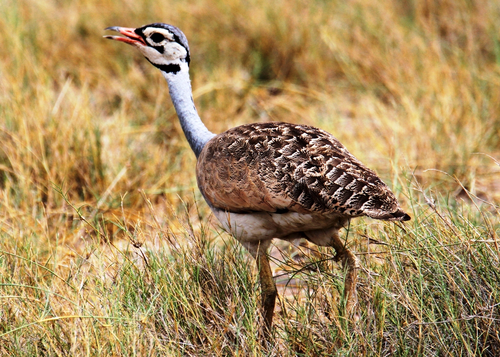 Amboseli National Birding tours