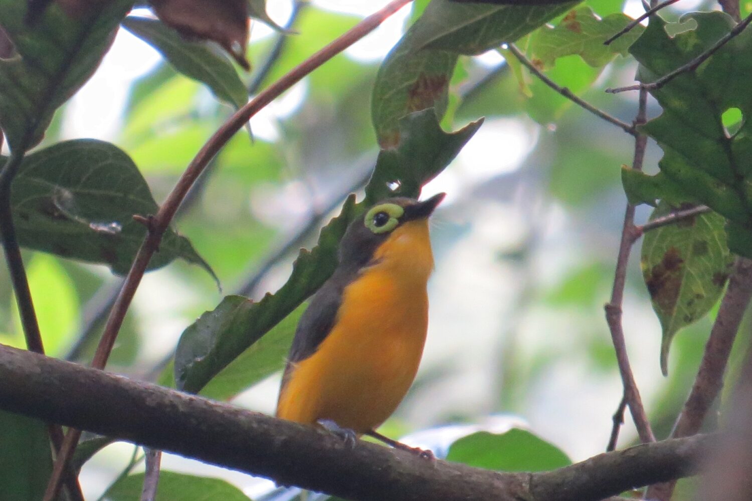 Kakamega Forest birdwatching