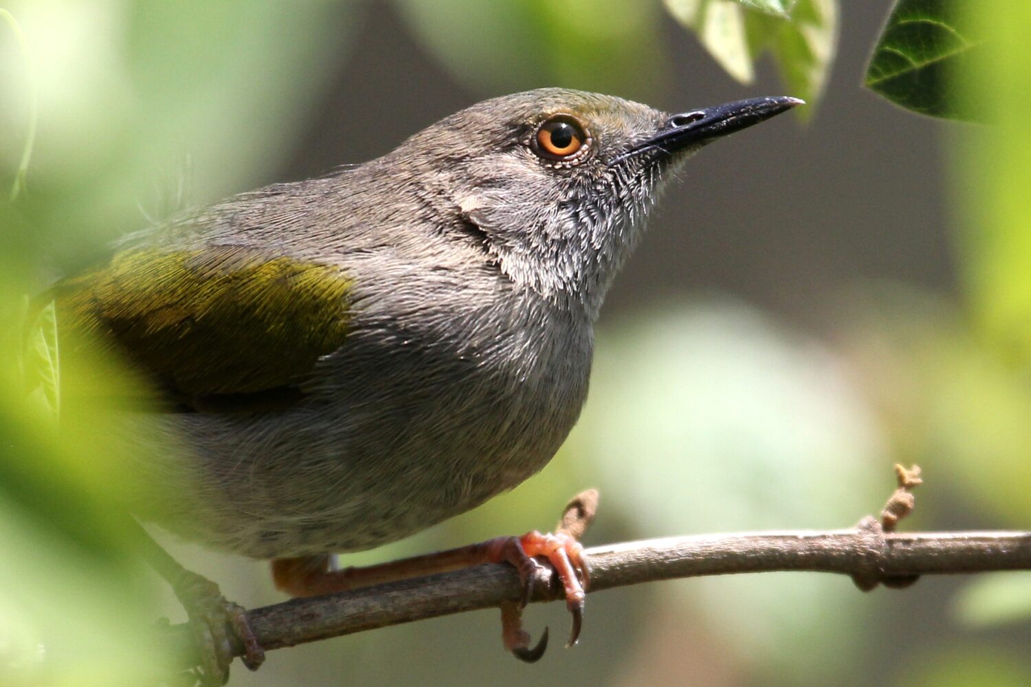 Irangi Forest Birding