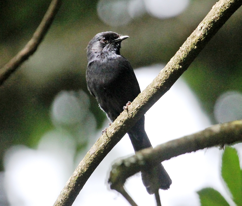 kenya birding tour