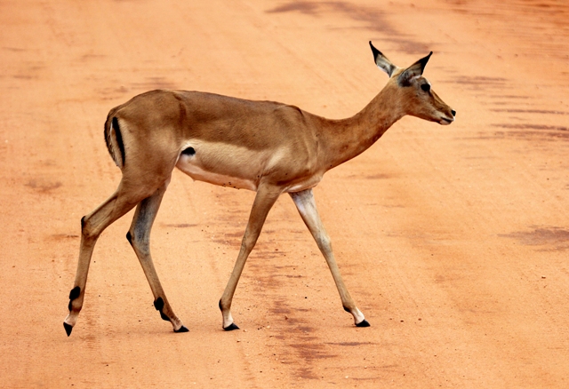 Marsabit National Park