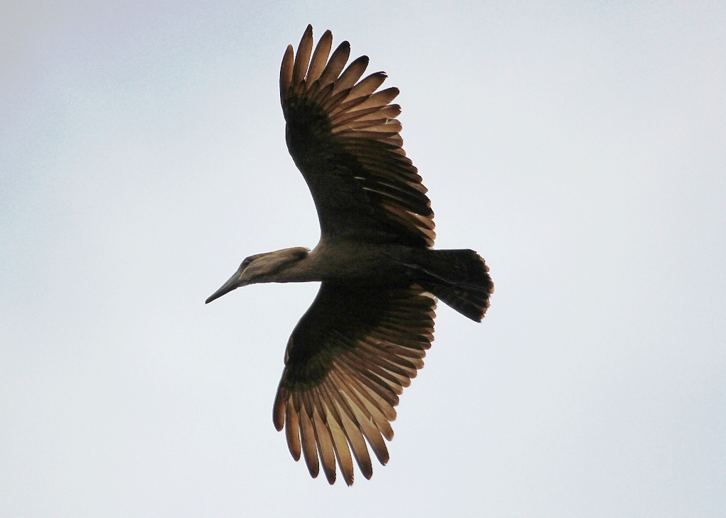 Lake Naivasha birding