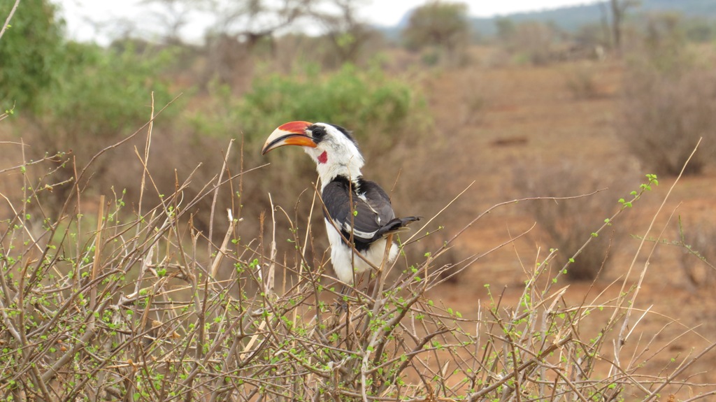 Best Birding Kenya trips