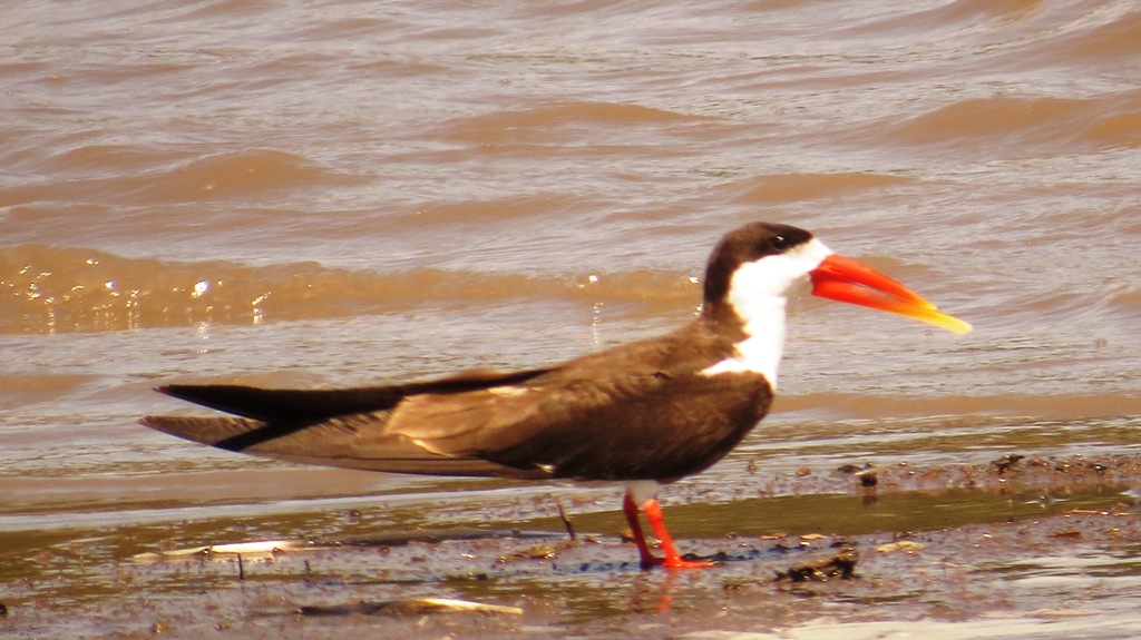 Uganda birding tours