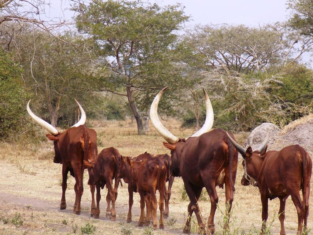 Uganda Birdwatching tours