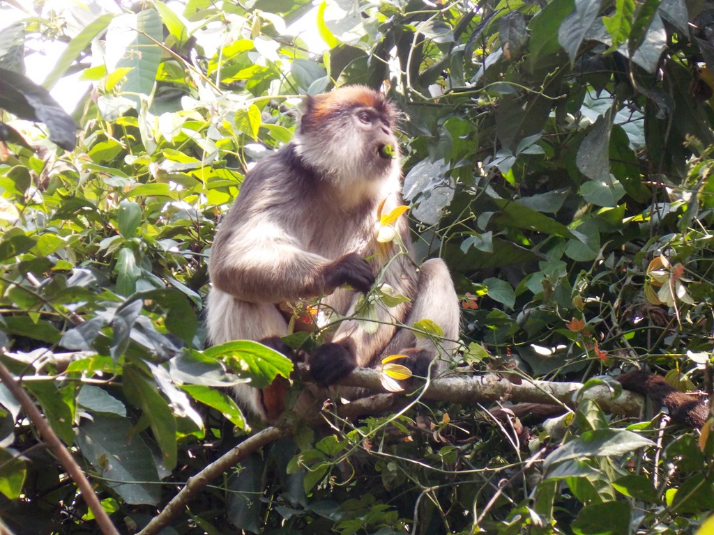 Birdwatching tours Uganda