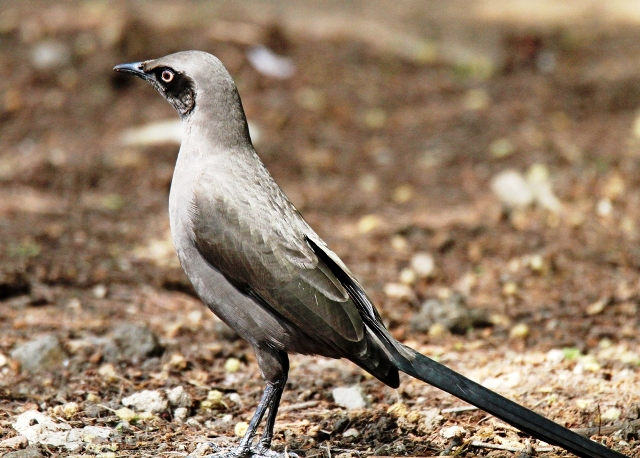 Northern Tanzania Birding 