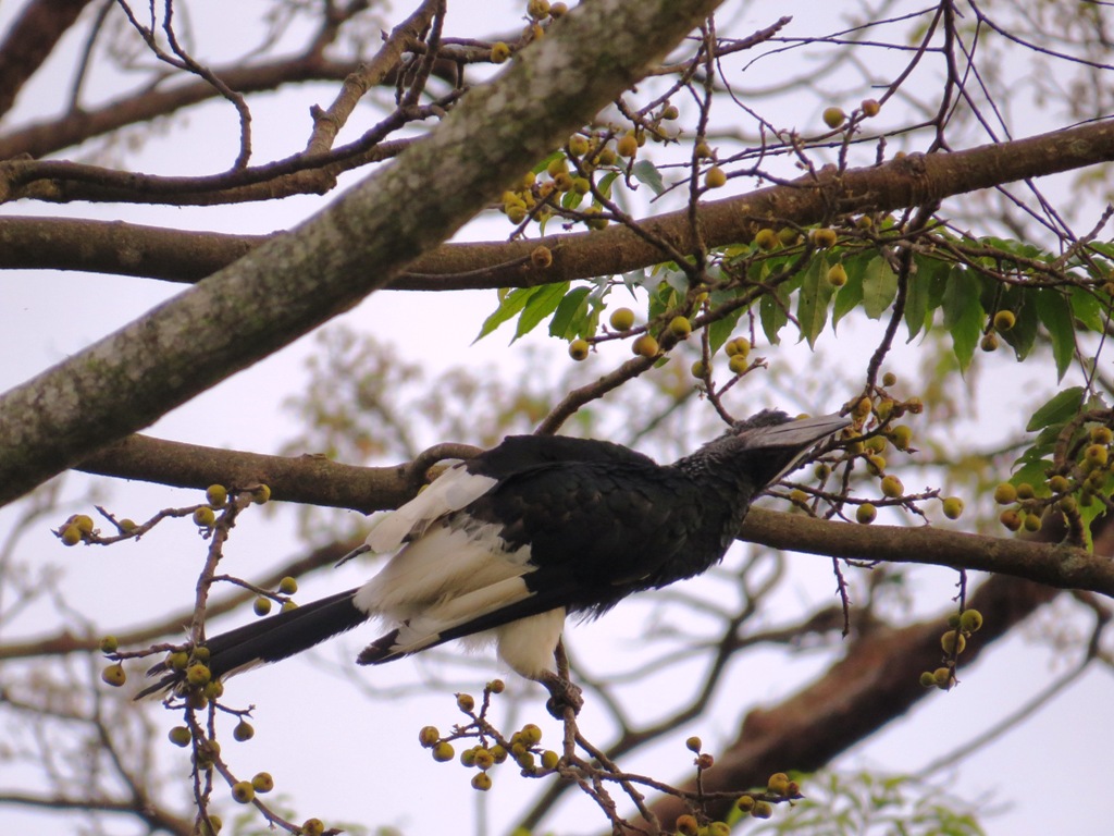 Uganda Birdwatching Safaris