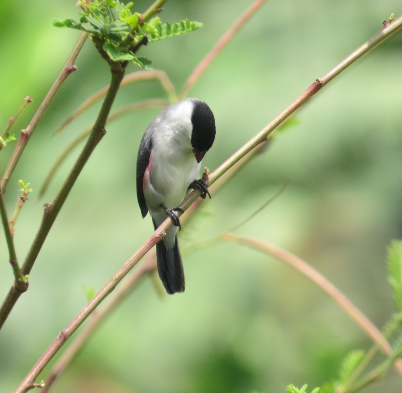 Uganda birdwatching safaris