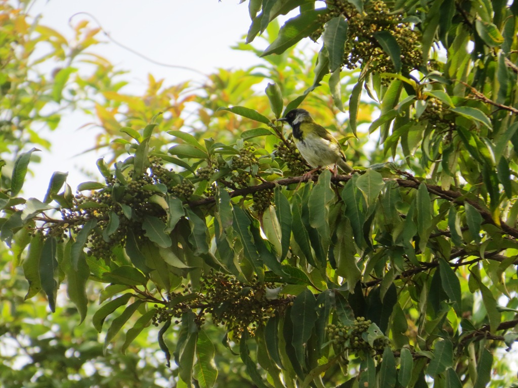 birdwatching in Uganda