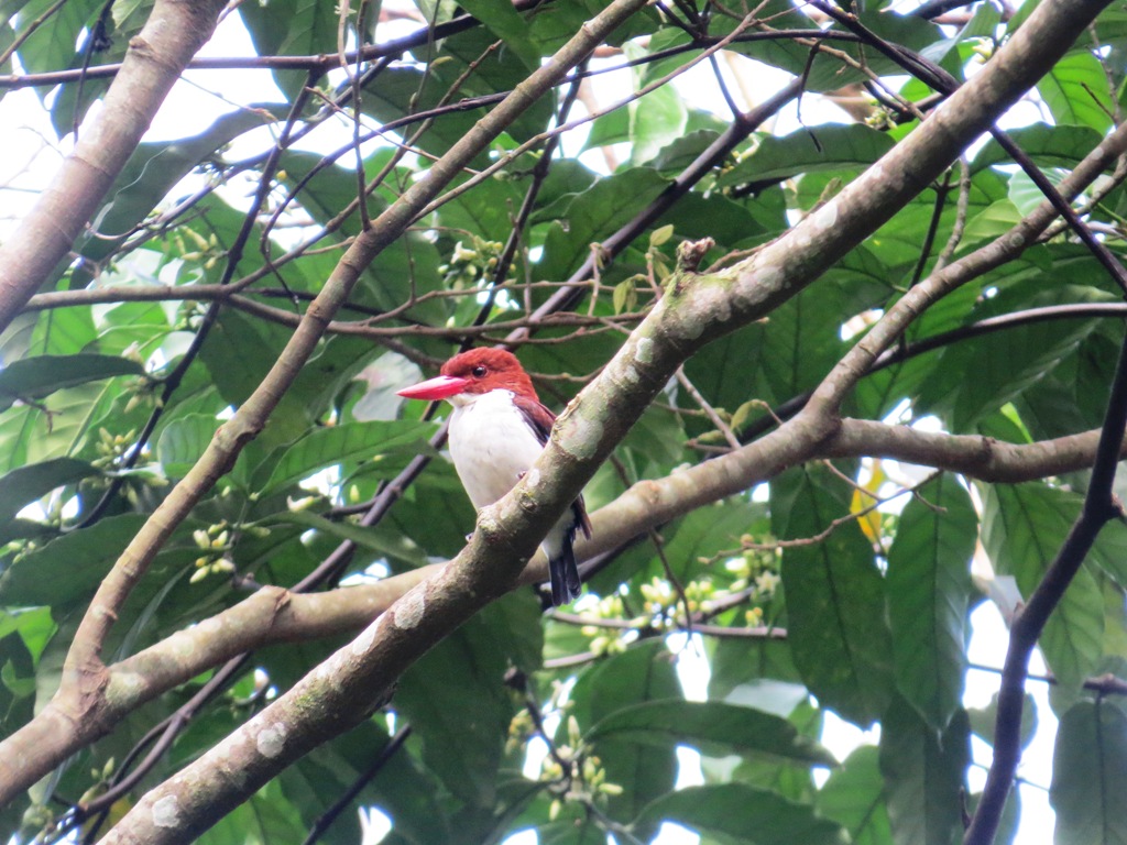 Birding Uganda safaris