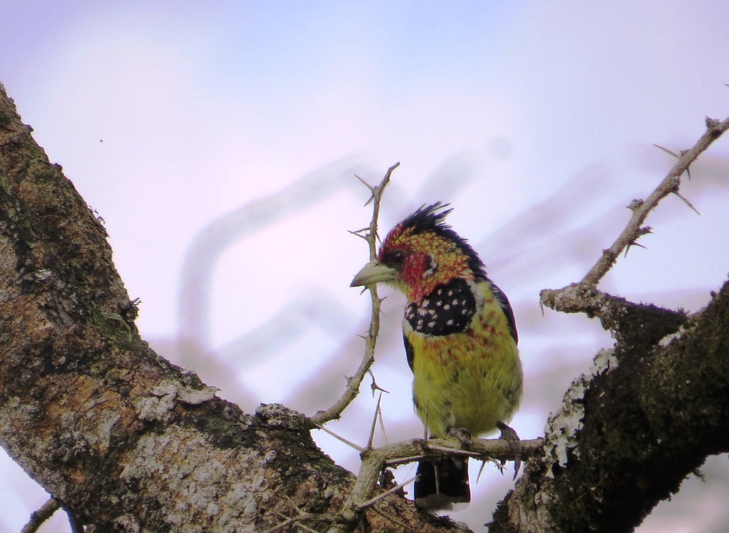 Birdwatching_tours Uganda