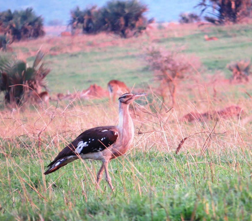 Uganda Birdwatching trips