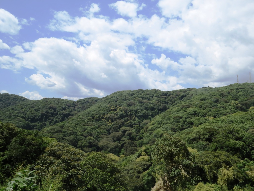Birding safaris Uganda