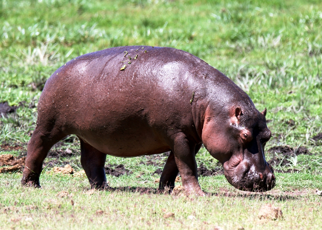 Uganda Birding Tours