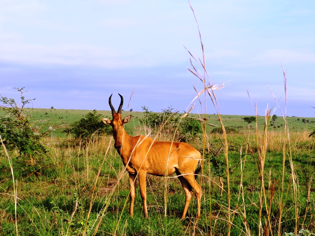Uganda Birdwatching trips