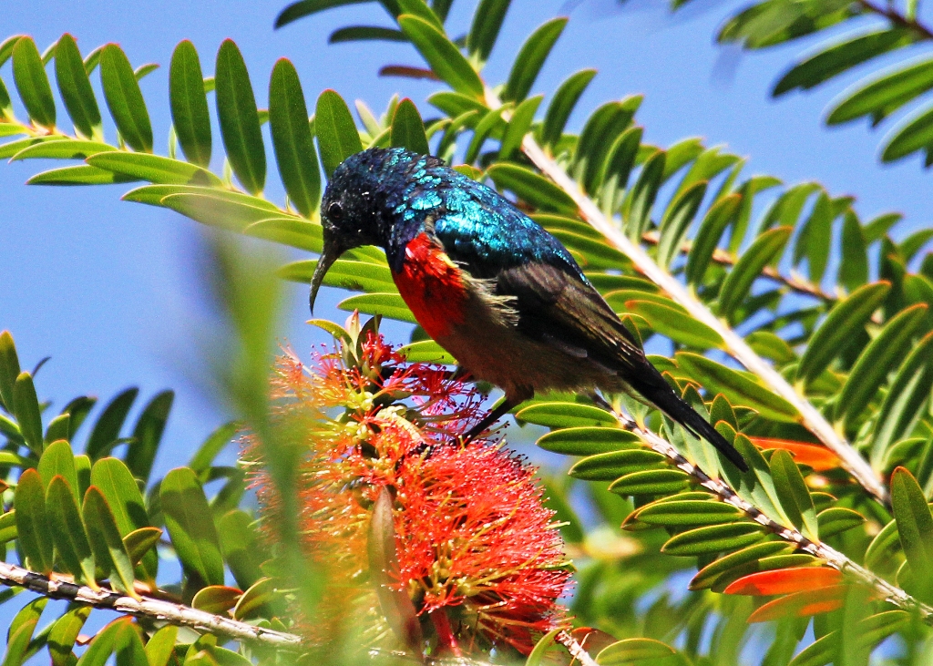 Uganda birdwatching trips