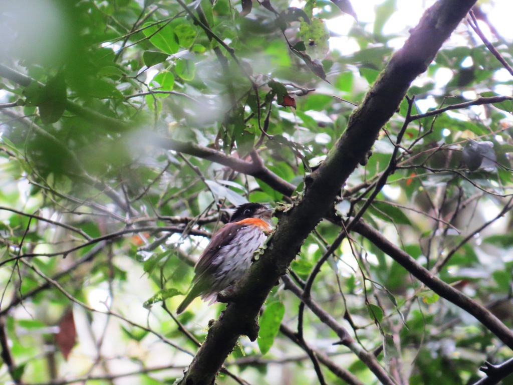 Uganda Birdwatching tours