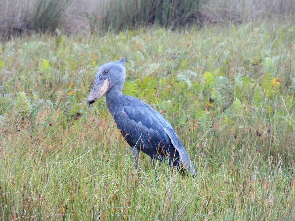 Birding_Uganda_tours