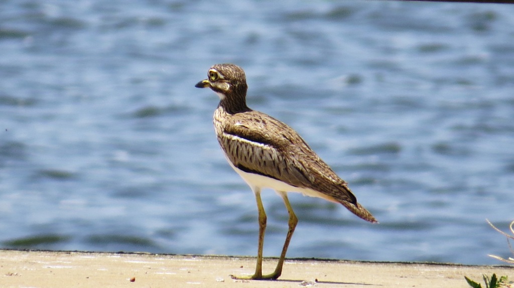 Uganda birding safaris