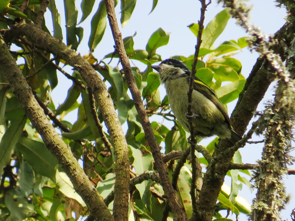 Birding Uganda tours