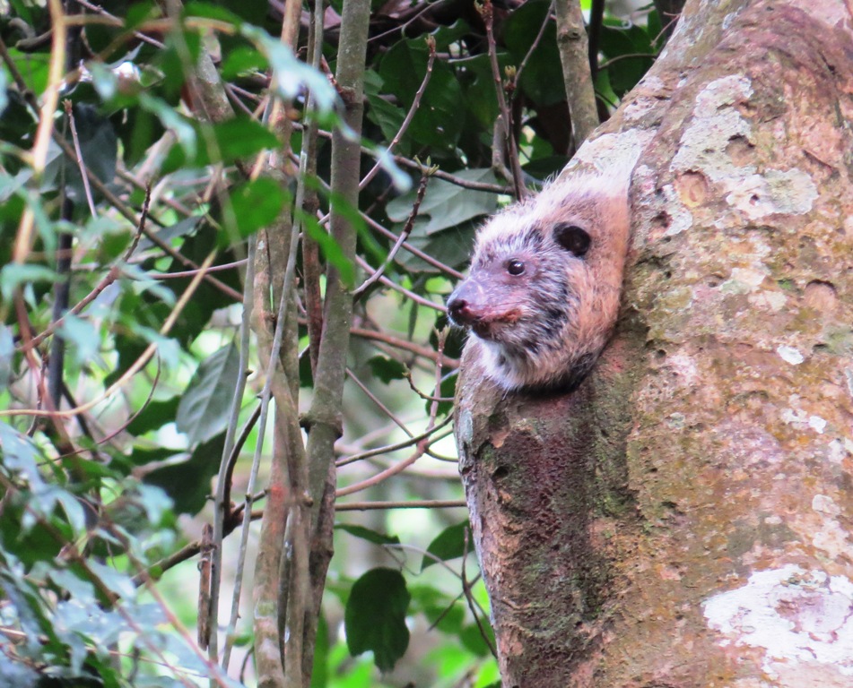 Uganda Birding trips