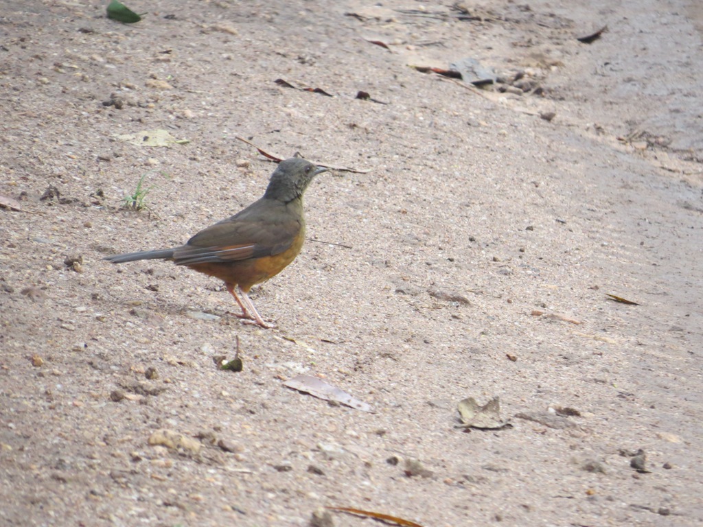 Uganda Birding safaris