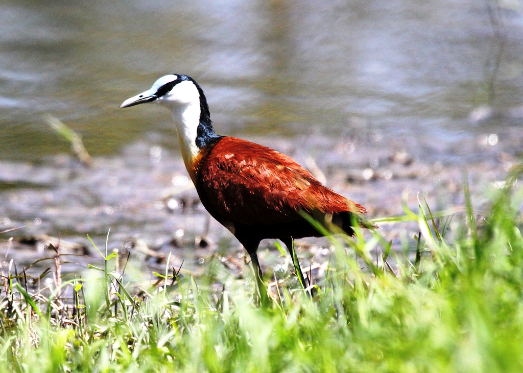 Day Birding Safaris Kenya