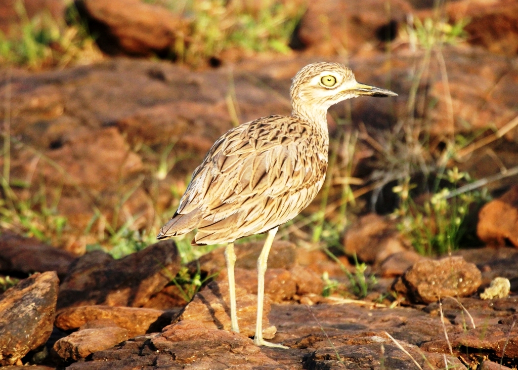 Birdwatching Tours Kenya