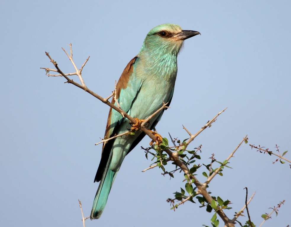 Ruma National Park Birding