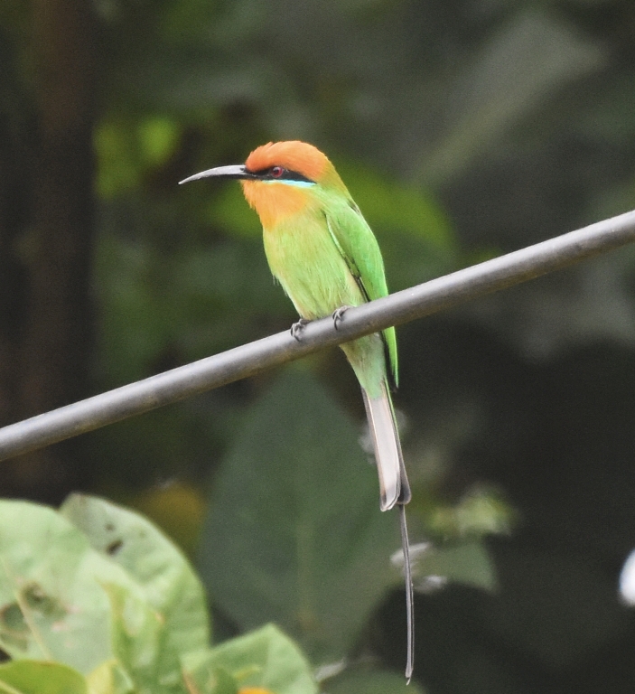 TANZANIA_BIRDING_TOURS