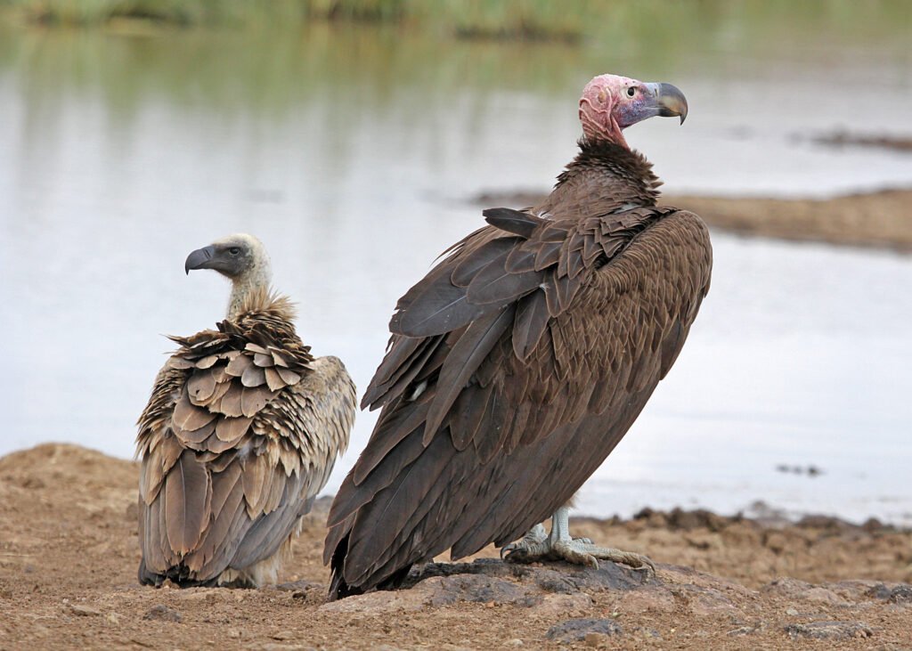Tanzania _Birding_Tours