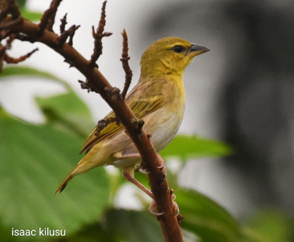 Tanzania Birding tour