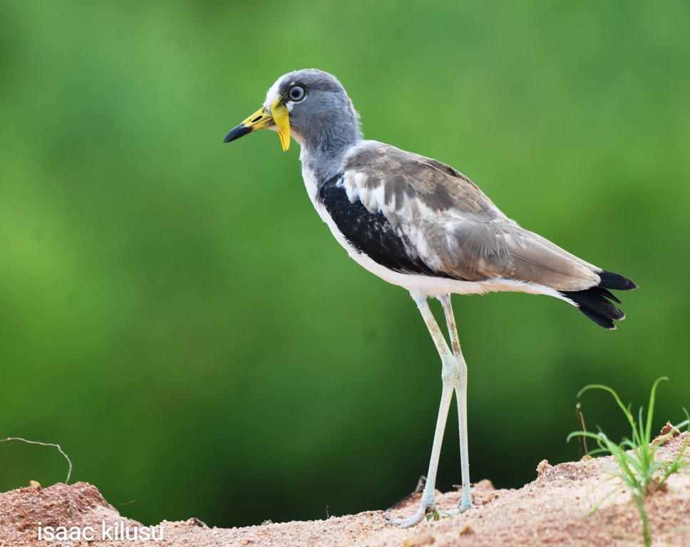 Tanzania birding trips
