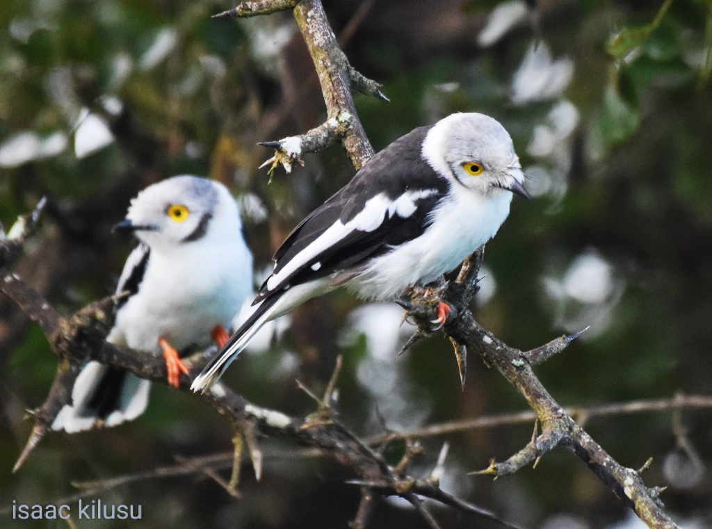 Tanzania Birding Trips