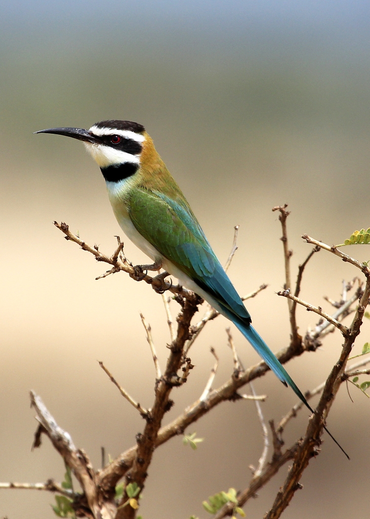 Tanzania Birding tours