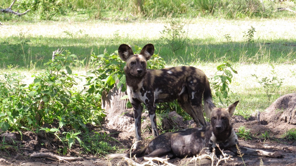 Birding Tours Tanzania