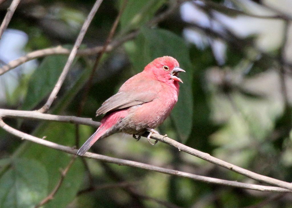 Birding Tanzania Tours