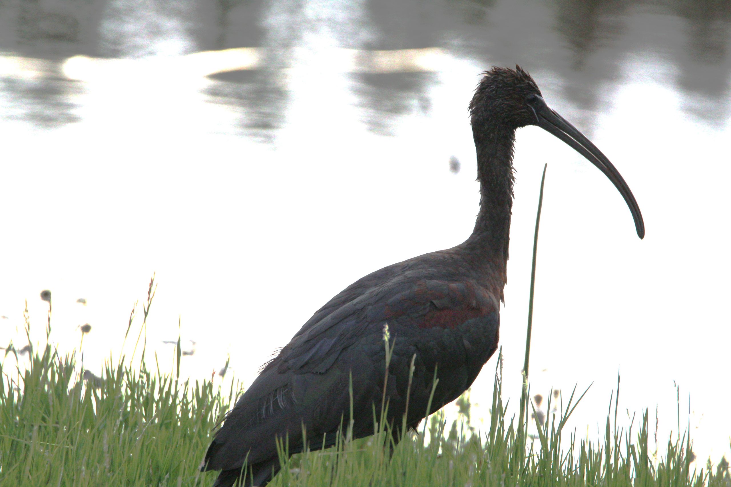 Kenya Birding Tours
